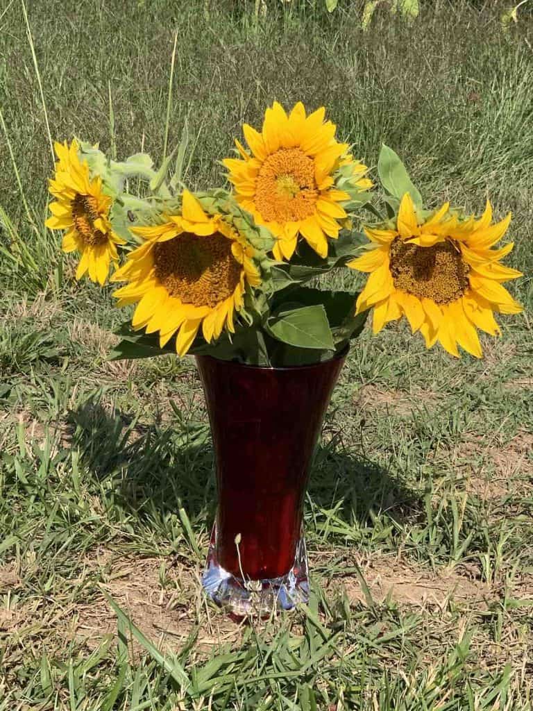 sunflowers in a red vase