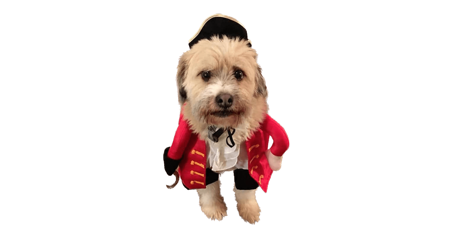 Costume parties, parades and contests for dogs this Halloween in
