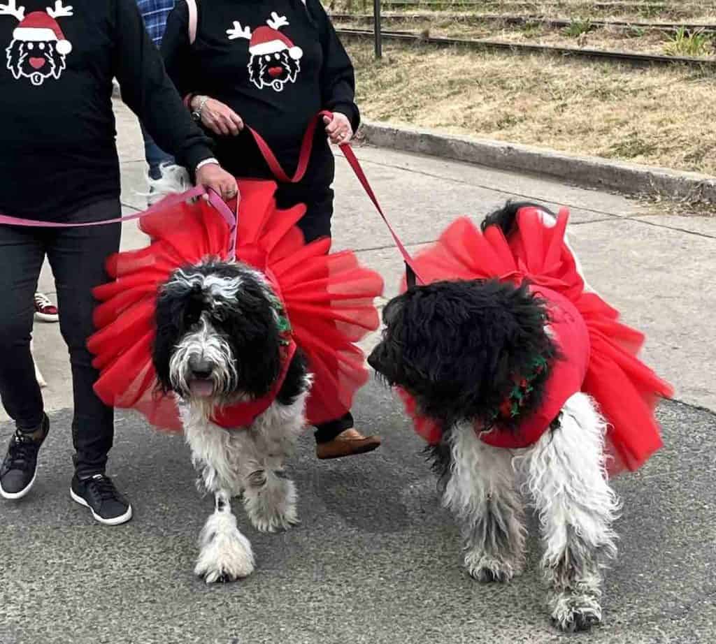 two white and dogs with red tutus