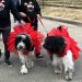 two white and dogs with red tutus