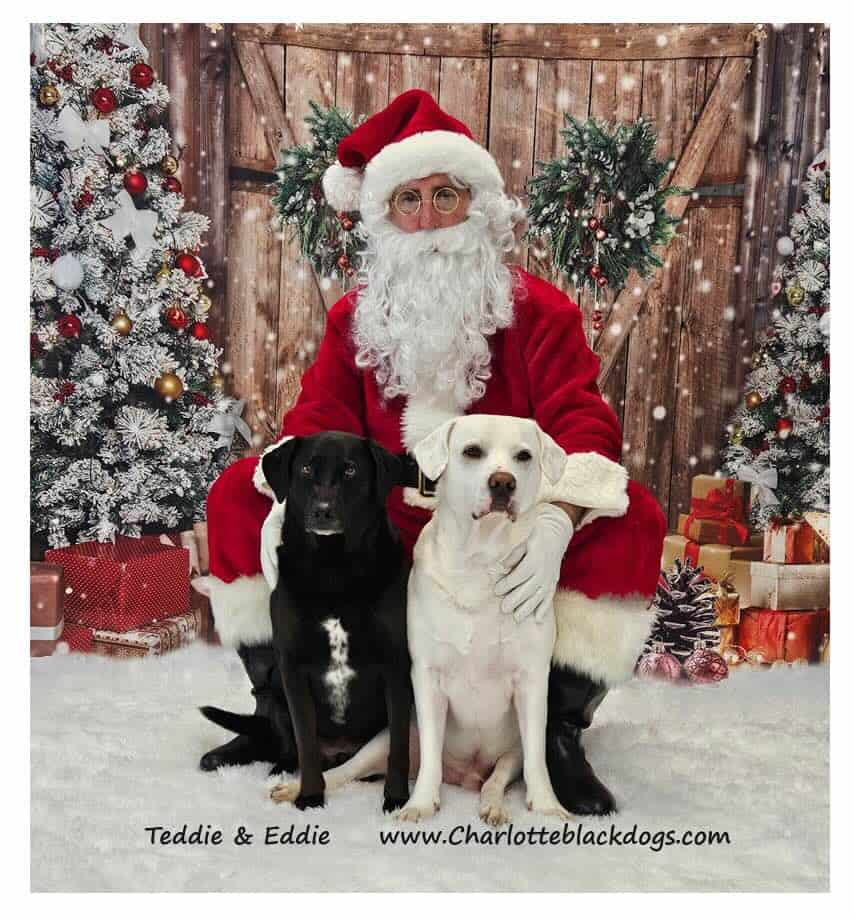 Santa with two beautiful dogs