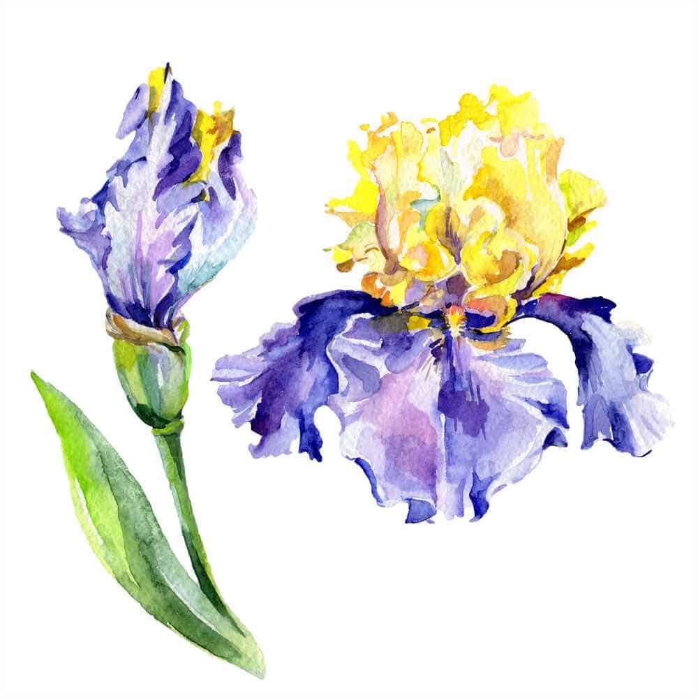Purple yellow iris. Floral botanical flower. Wild spring leaf wildflower isolated. Watercolor background illustration set. Watercolour drawing fashion aquarelle isolated.
