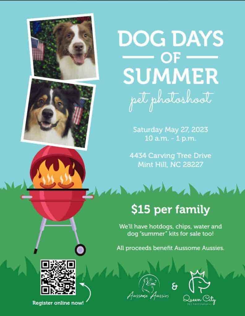 flyer for dog days of summer pet photoshoot