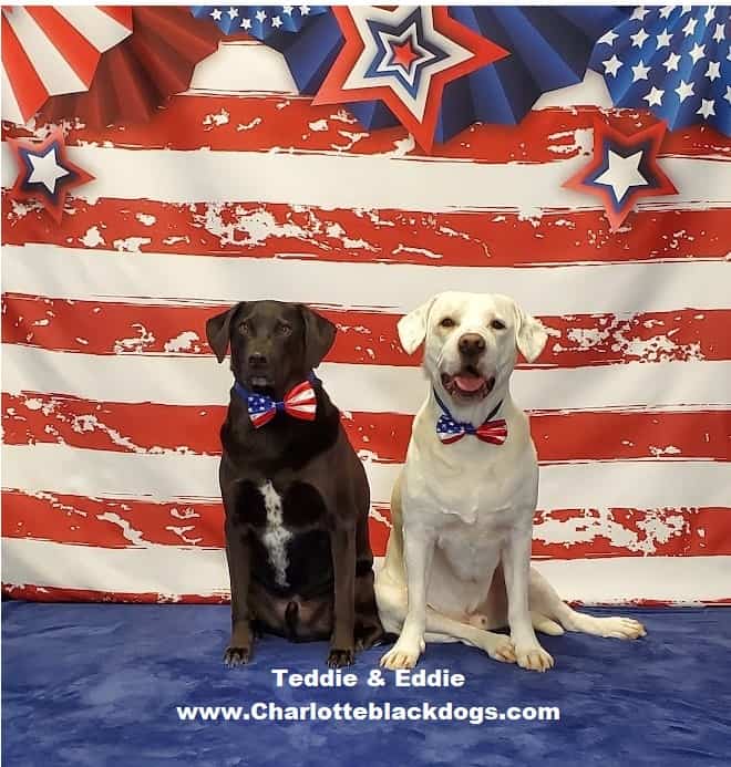 One white dog and black dog, both wearing red white and blue bow ties, posing in front of a backdrop with the american flag
