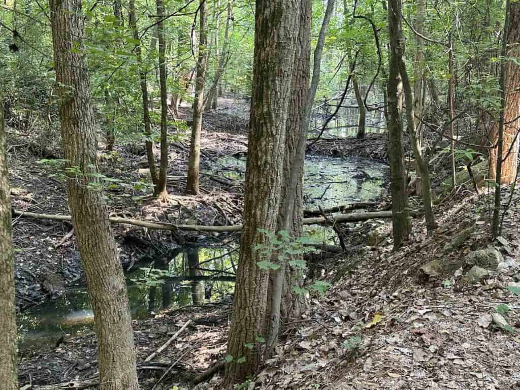 A view of a creek through the woods at Kings Mountain Gateway Trail