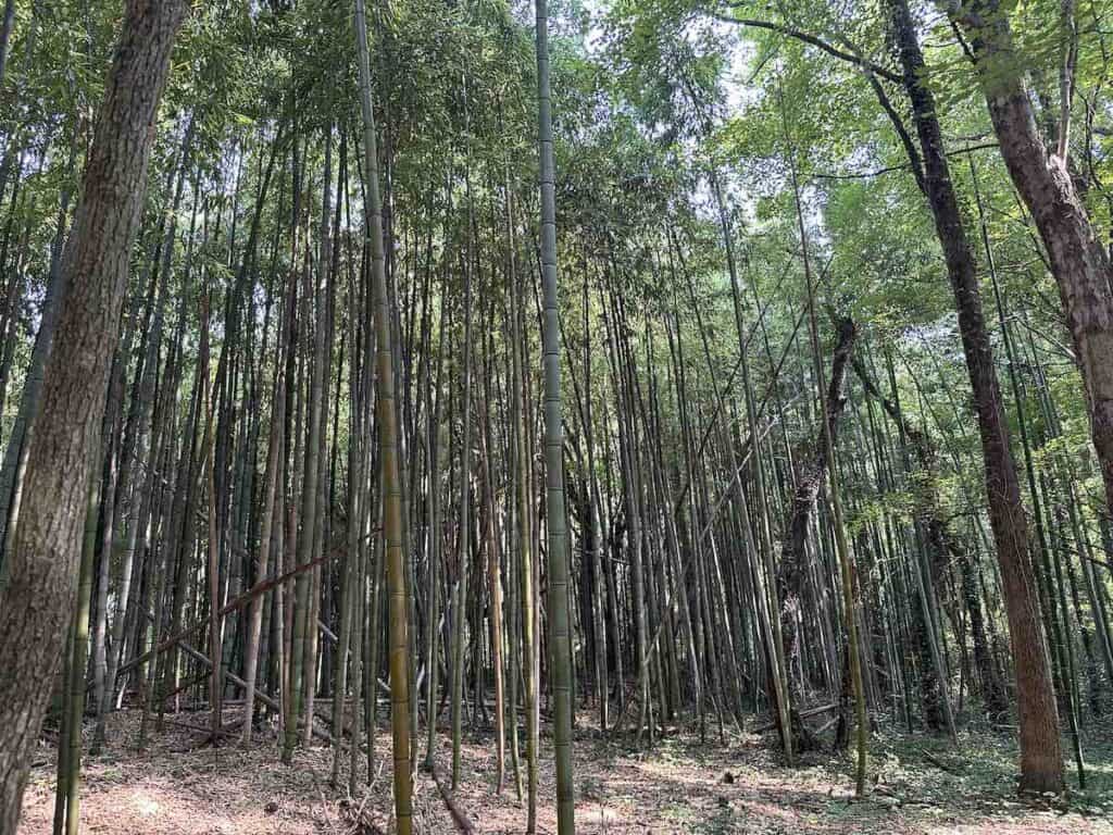 Bamboo trees at Kings Mountain Gateway Trails