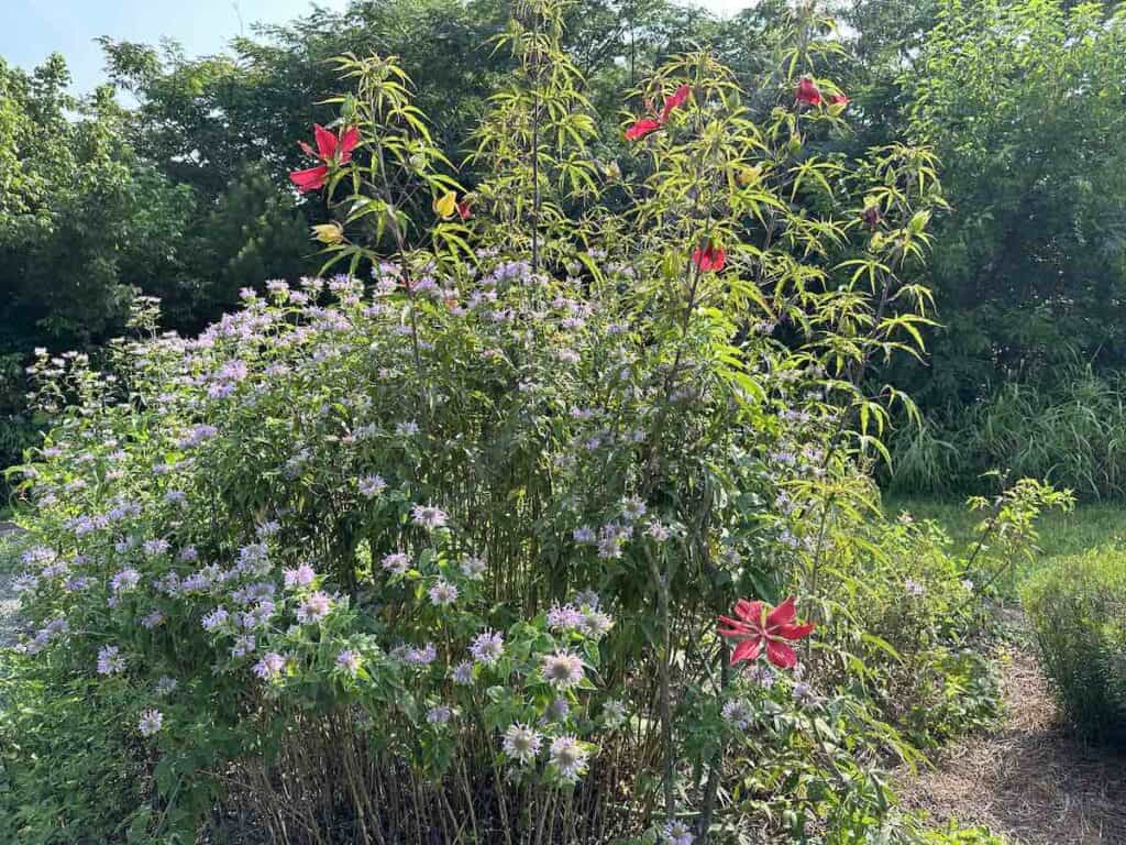 red, yellow and flowers in butterfly garden