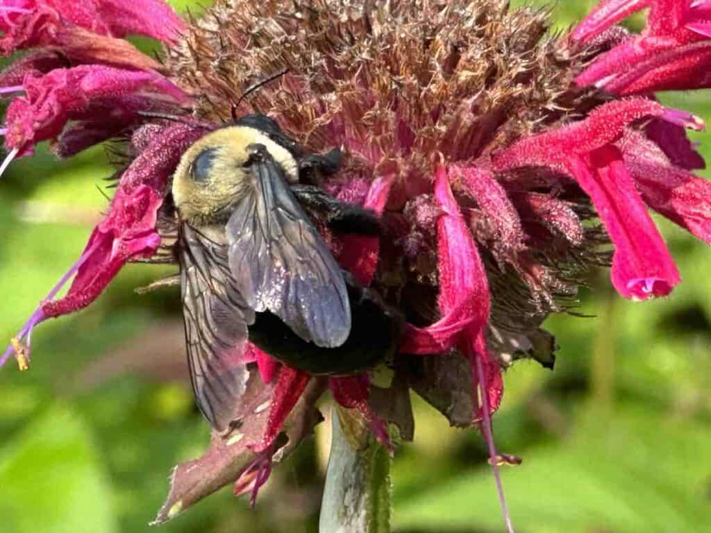 Closeup of bee on pink flower at Butterfly Garden at Kings Mountain Gateway Trails