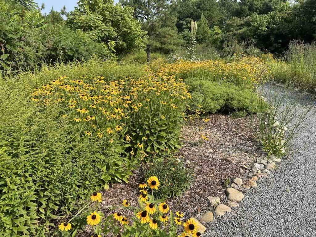 Many yellow cone flowers in a garden