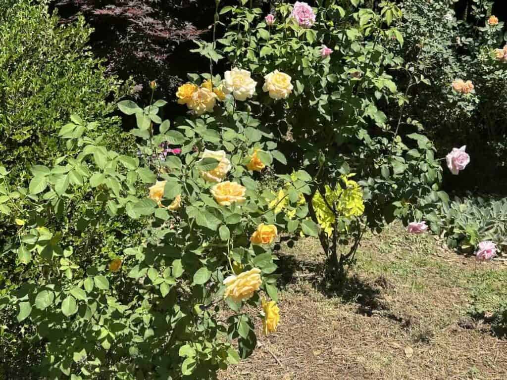 McGill Rose Garden