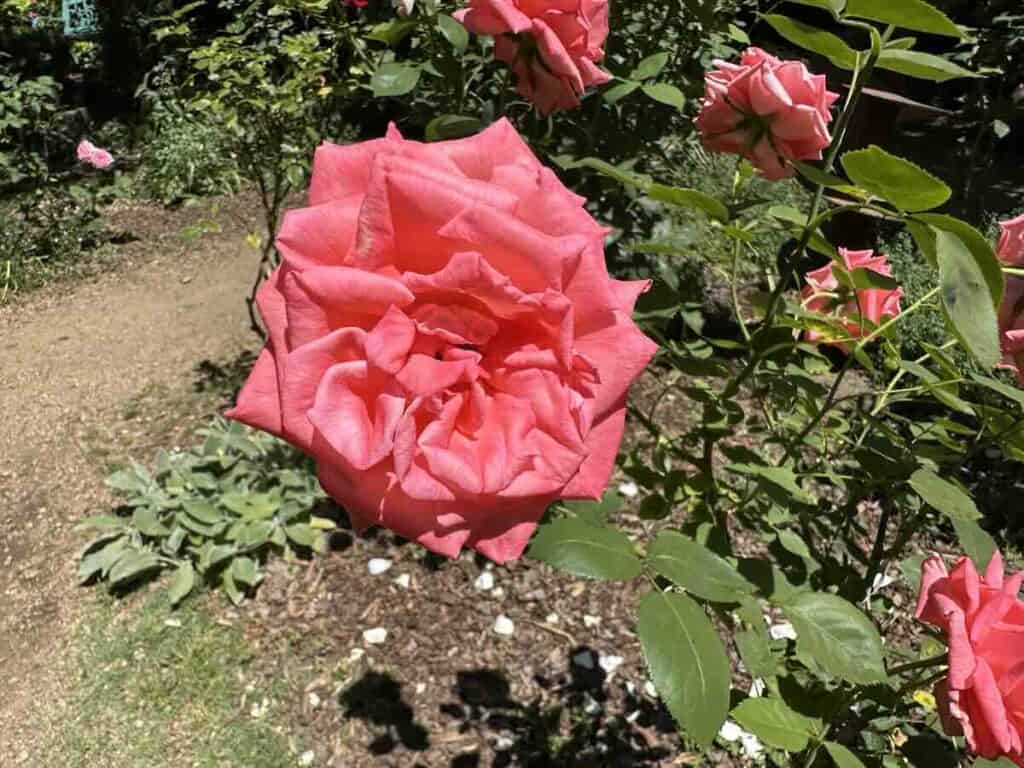 Rose