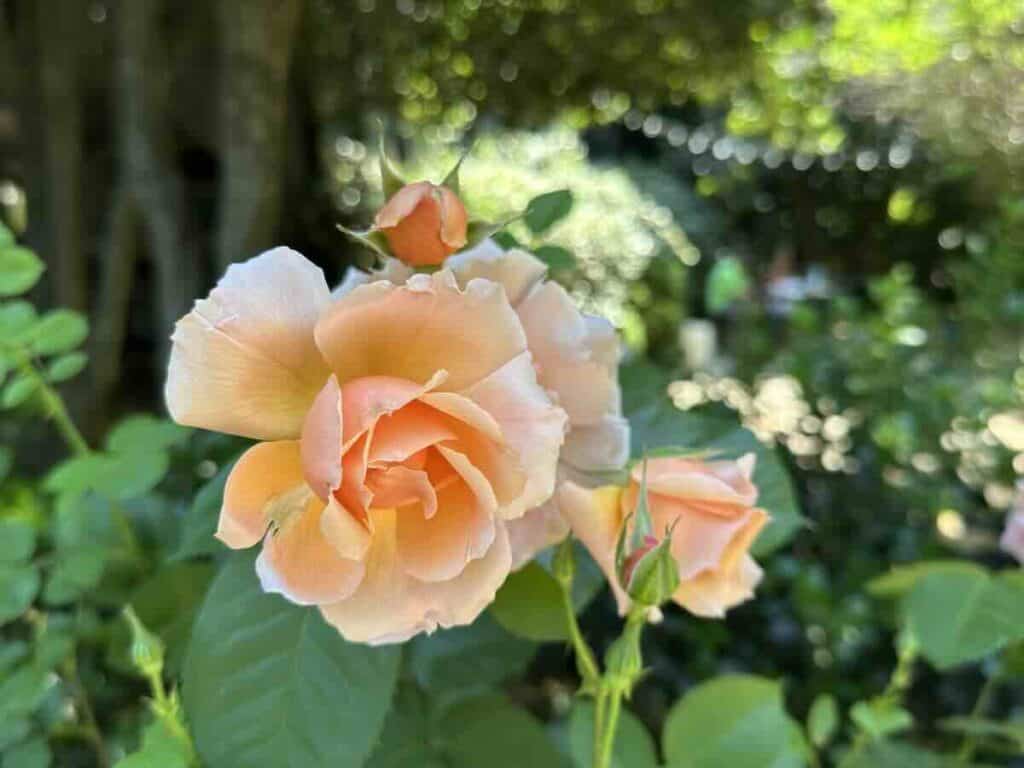 Roses