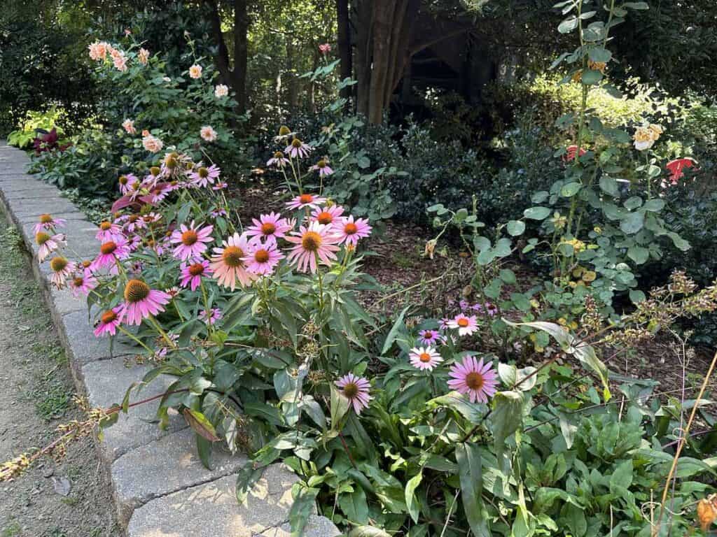 flowers at McGill Rose Garden