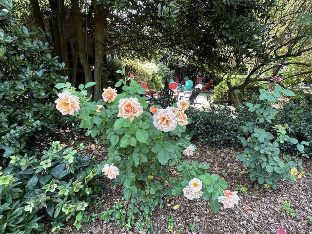 roses and seating area at McGill Rose Garden