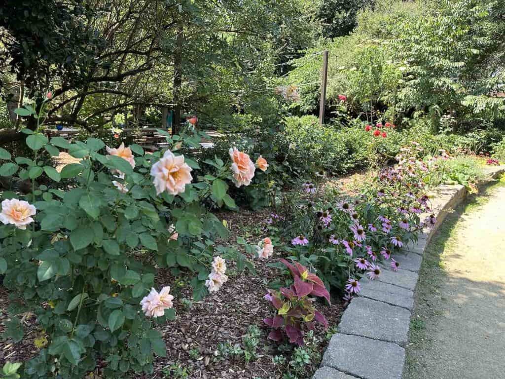 roses at McGill Rose Garden