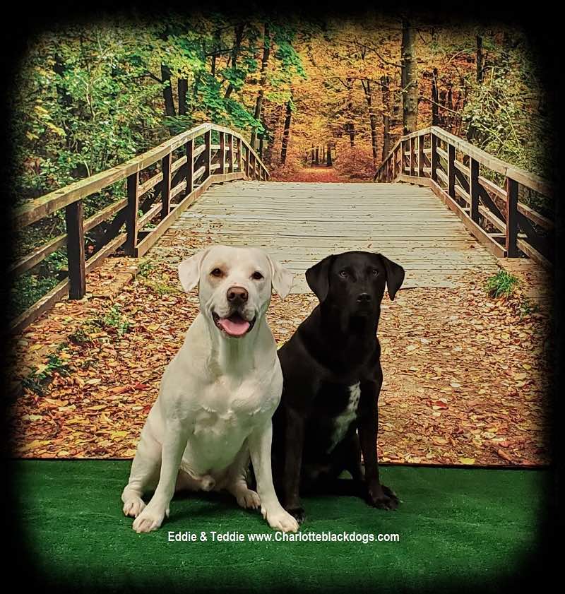 Two dogs in front of bridge with fallen leaves