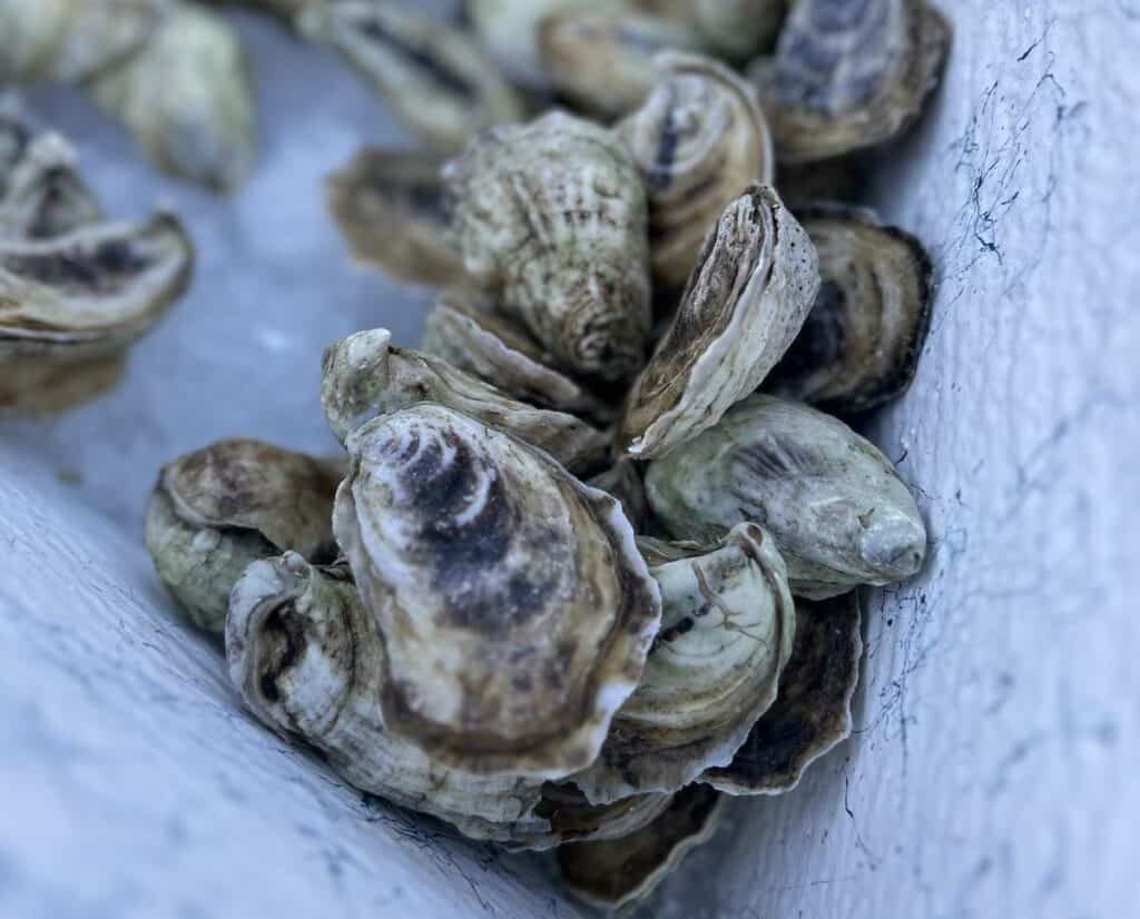 Oysters
