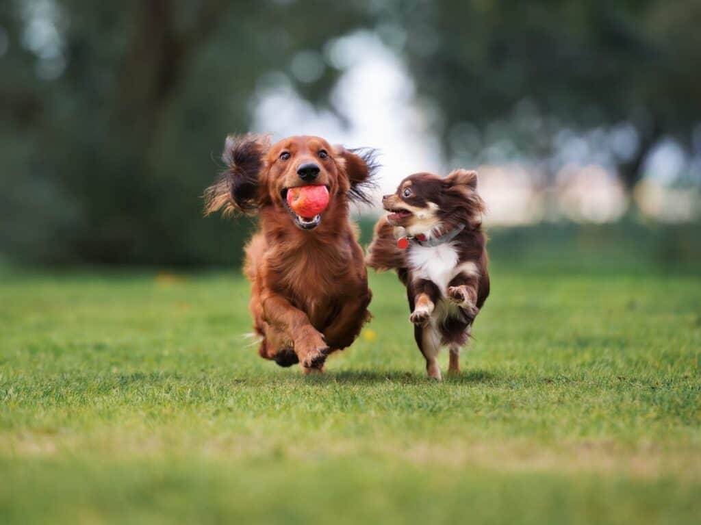 2 dogs running outside together with a ball