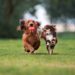 2 dogs running outside together with a ball