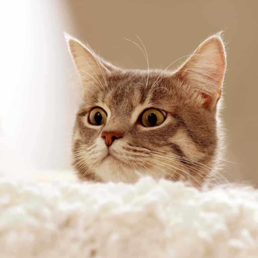 kitten on white couch