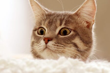 kitten on white couch