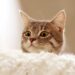 kitten on white couch