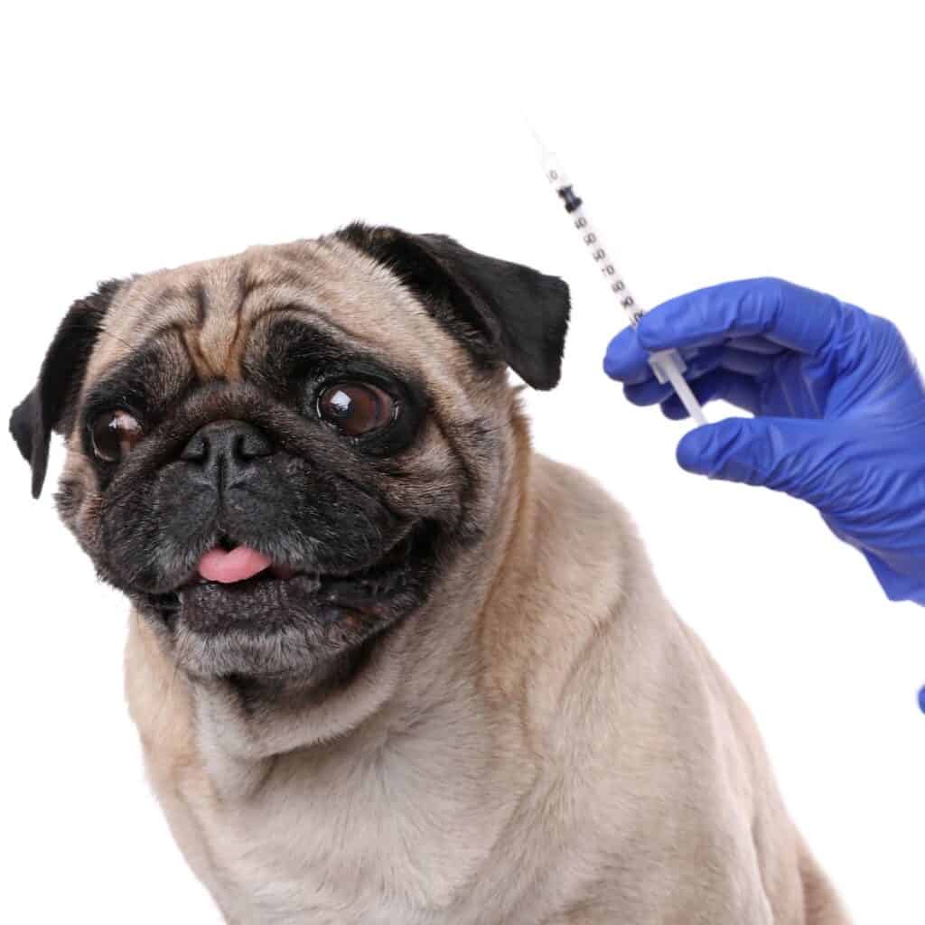 dog about to get vaccine