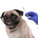 dog about to get vaccine