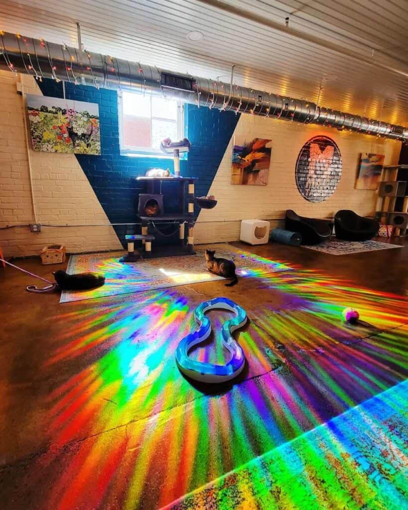 cats in rainbow light at Mac Tabby Cat Cafe