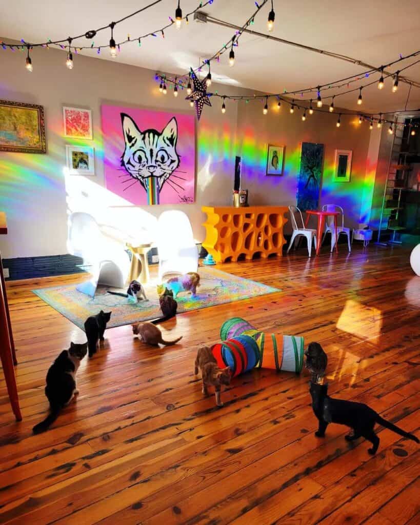 cats playing in Mac Tabby Cat Cafe