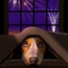 illustration of dog under blanket near a window while fireworks go on outside