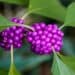 beautyberry plant