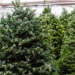 many Christmas trees for sale