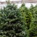 many Christmas trees for sale