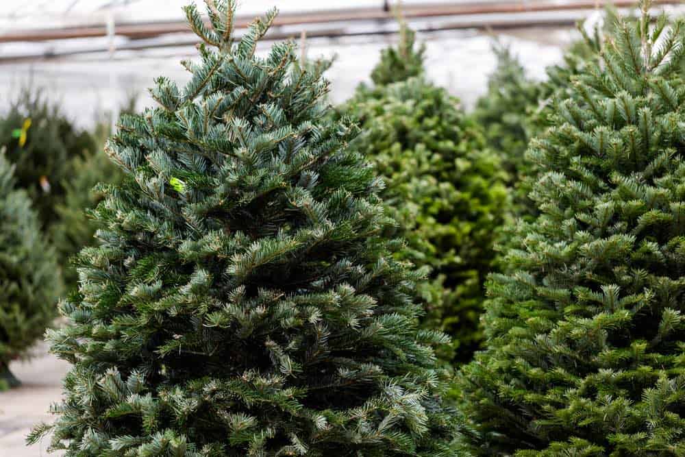 many Christmas trees for sale