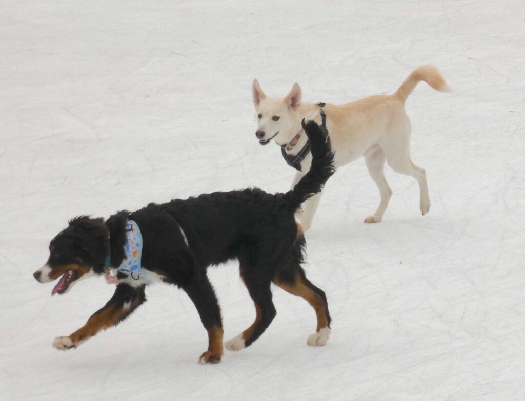 two dogs on ice at Whitewater Center
