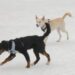 two dogs on ice at Whitewater Center