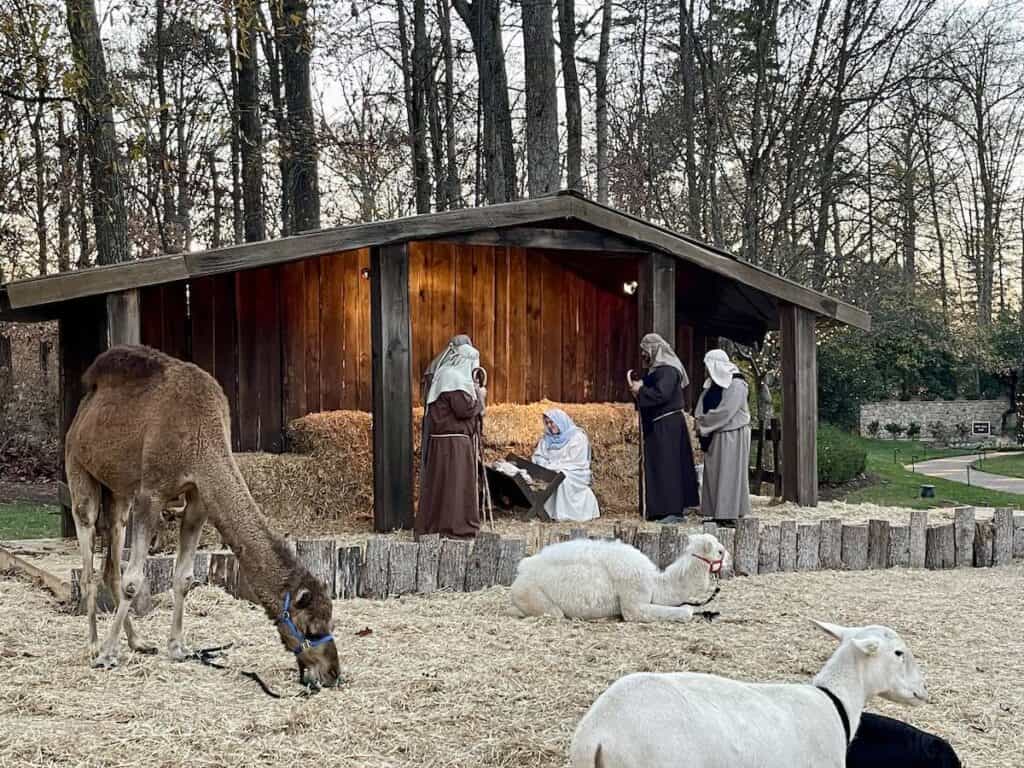 Live nativity with animals at Billy Graham Library