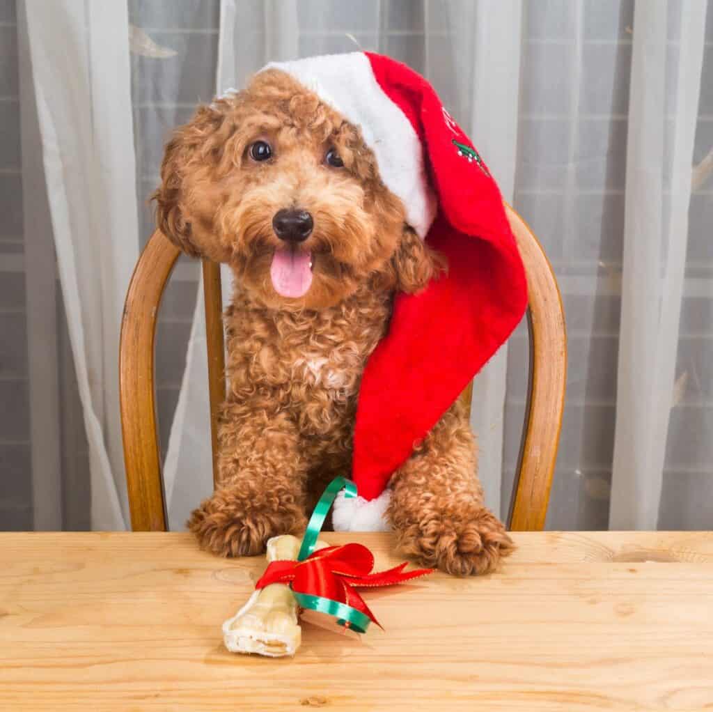 dog wearing santa hat at table