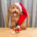 dog wearing santa hat at table