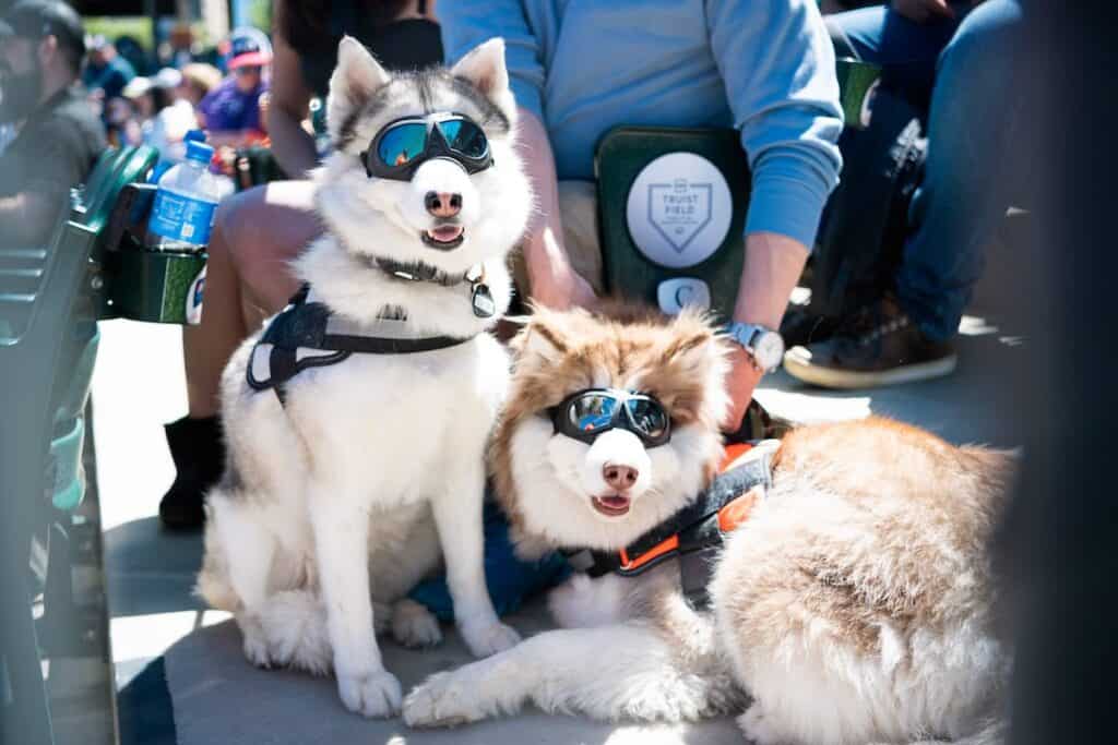 2 dogs wearing sunglasses at a baseball game