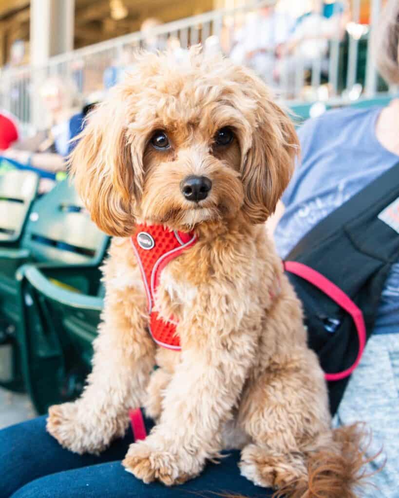 Small fuzzy cute dog at baseball game