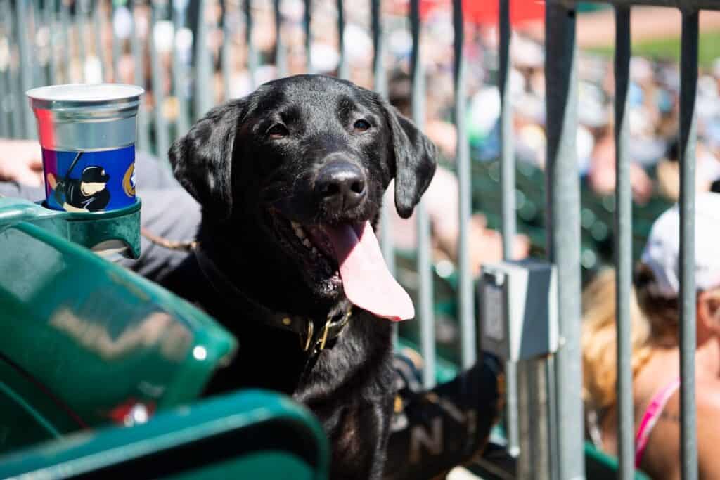 Black dog with tongue out at baseball game