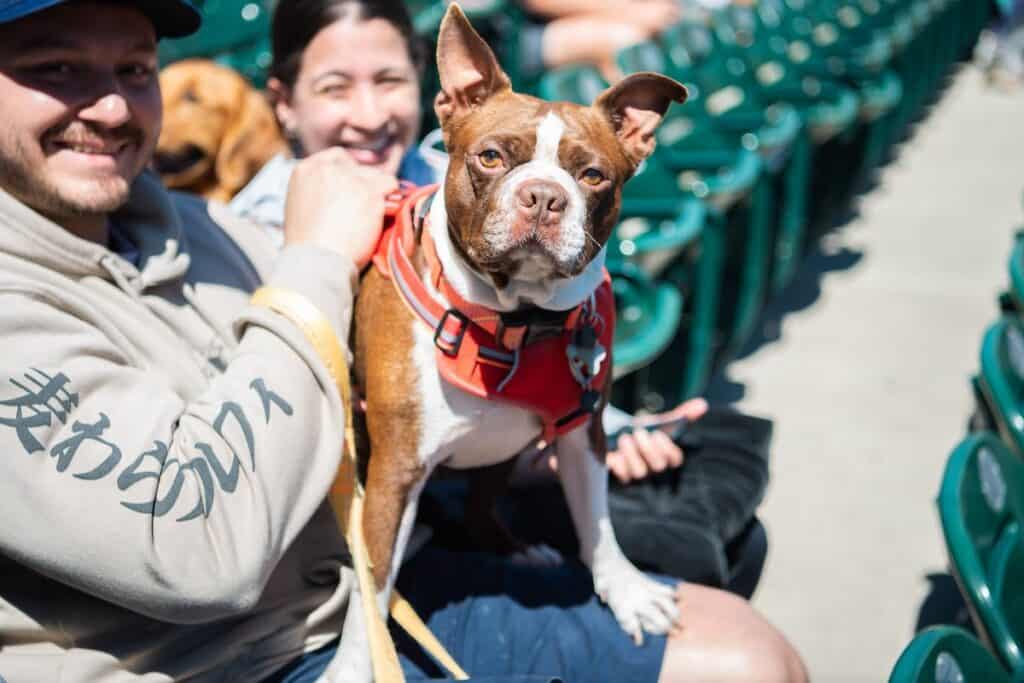 dog at baseball game Charlotte Knights bark in the ballpark