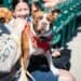 dog at baseball game Charlotte Knights bark in the ballpark