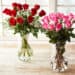 Two dozen roses in two vases