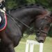Close-up of horse and rider at competition