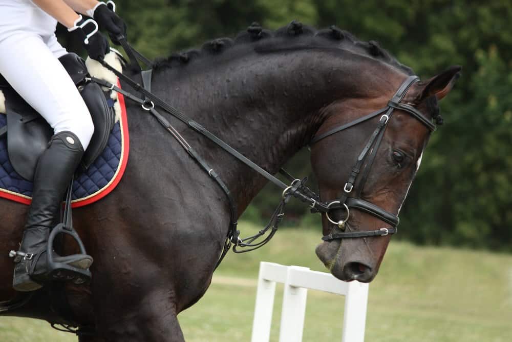 Close-up of horse and rider at competition