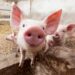 young piglets on the farm. closeup