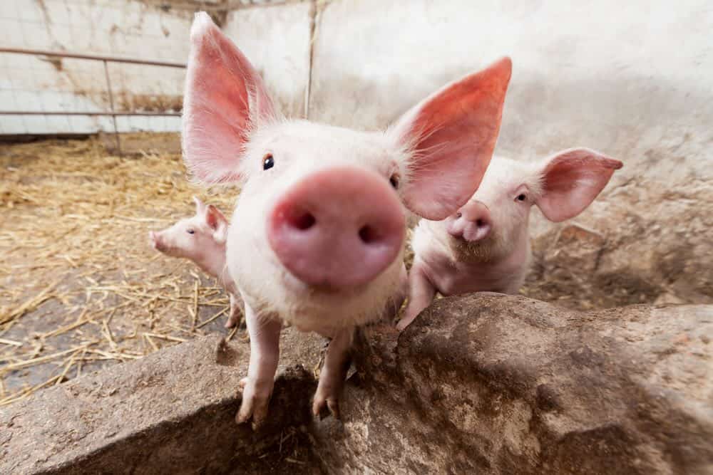 young piglets on the farm. closeup
